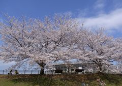 桜と日産スタジアム