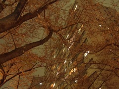団地の夜桜