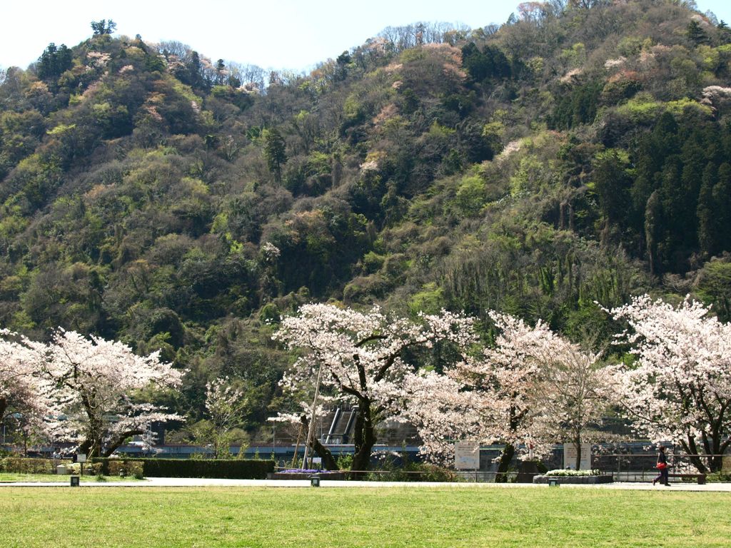 春の津久井湖城山公園