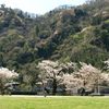 春の津久井湖城山公園
