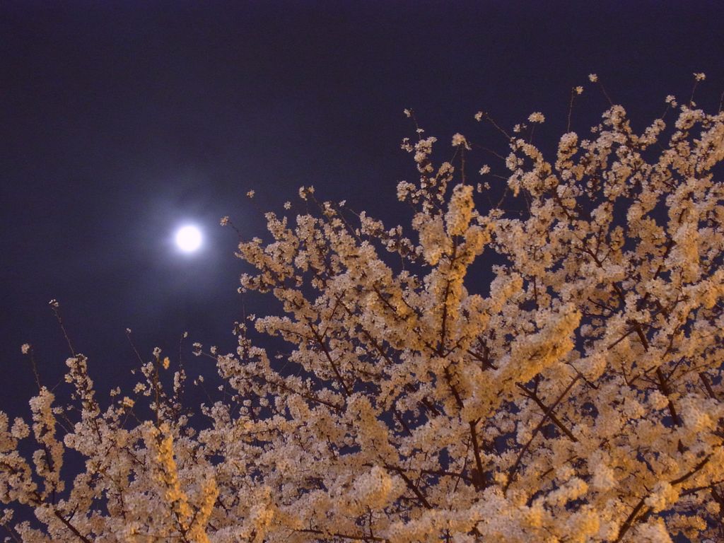 桜と月