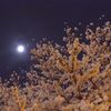 桜と月