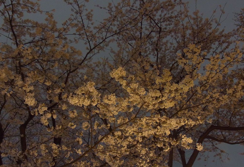 夜桜