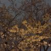 夜桜