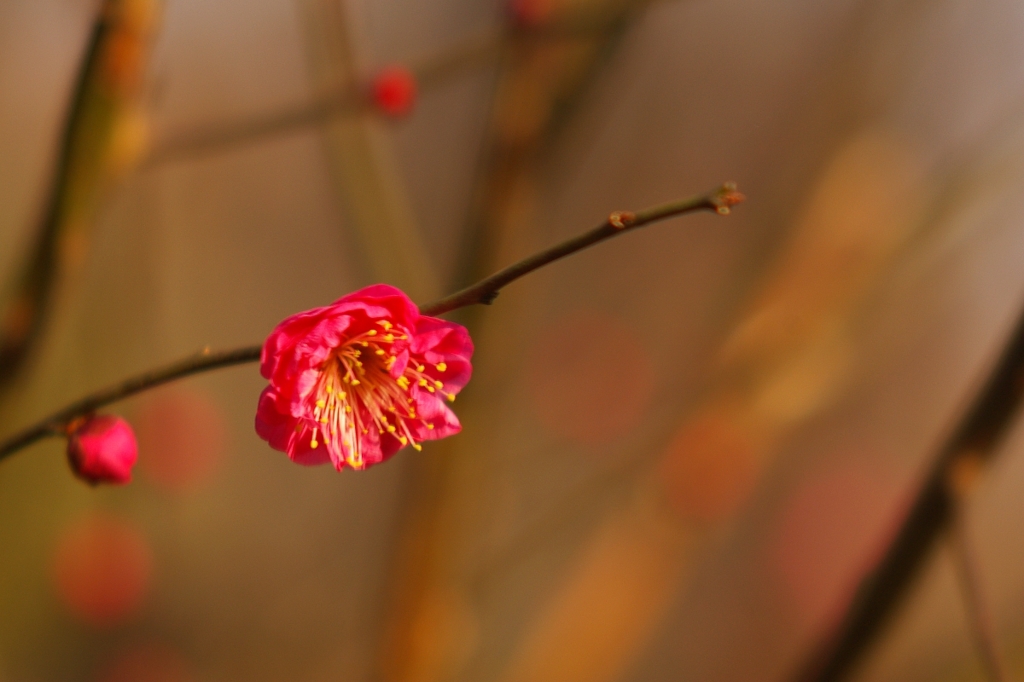 紅梅