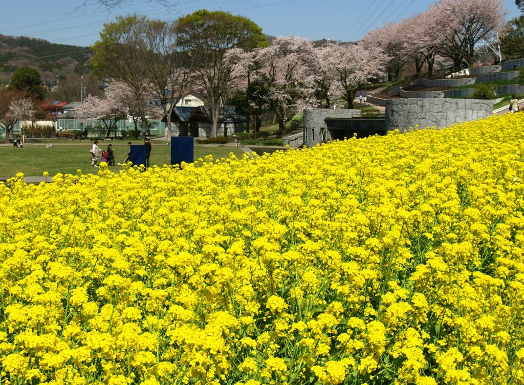 菜の花と桜の公園