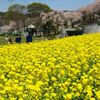 菜の花と桜の公園