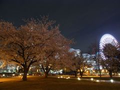 みなとみらいの桜01