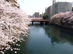 大岡川の桜01