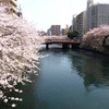 大岡川の桜01