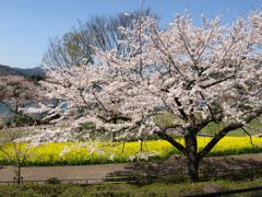 津久井湖城山公園