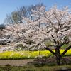 津久井湖城山公園