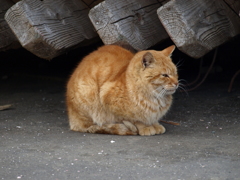 漁港の猫