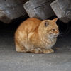 漁港の猫