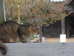 光明寺の猫01