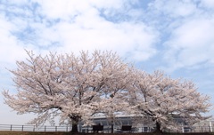 桜と日産スタジアム02