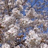 四季の森公園2013