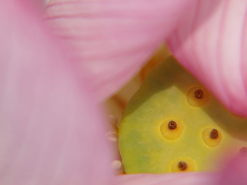 のぞき見