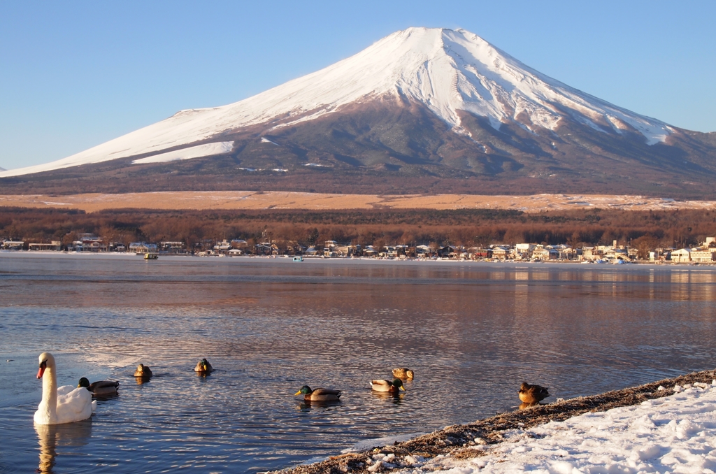 山中湖と富士山