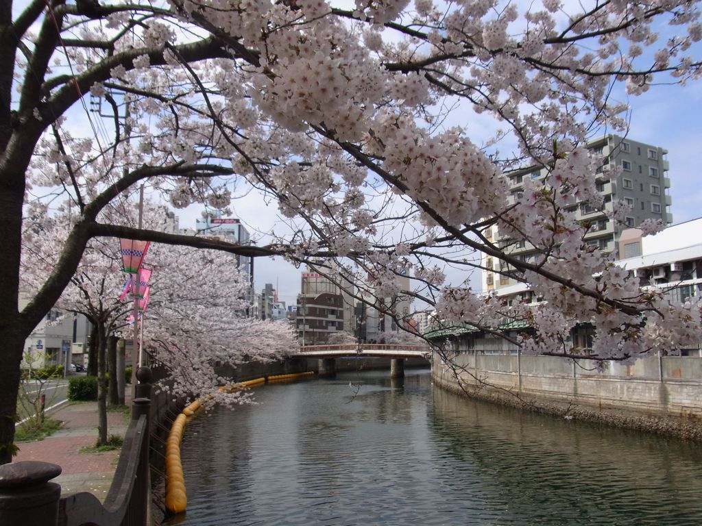 2013大岡川桜並木