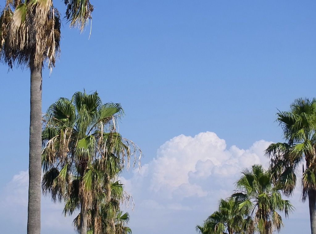 夏の空
