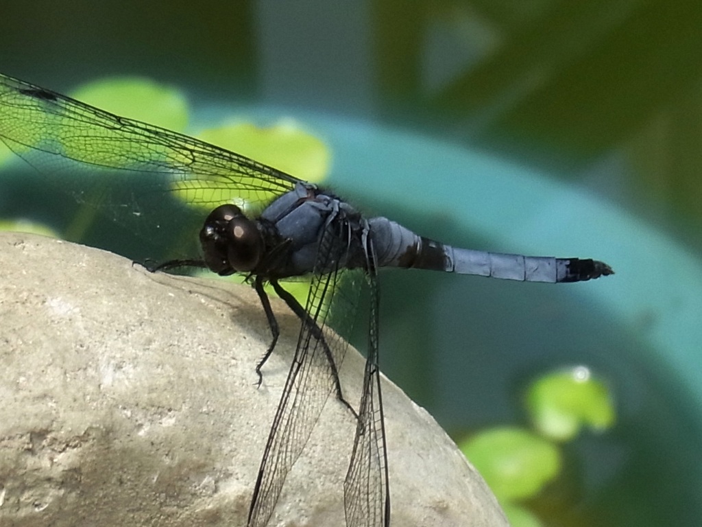 シオカラトンボ