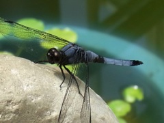 シオカラトンボ