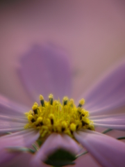 日暮れの秋桜