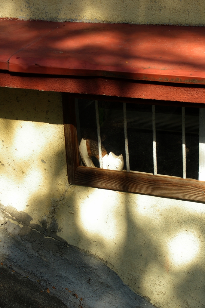 窓際のネコ