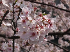 大岡川の桜03