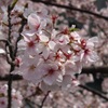 大岡川の桜03