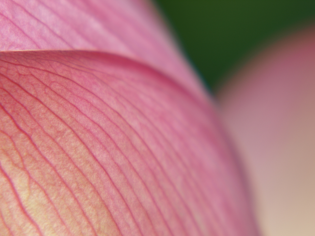 花脈