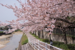 桜の散歩道