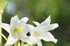 百合
