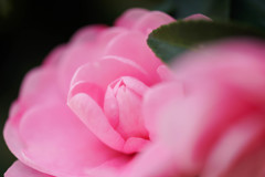 山茶花4