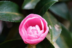 山茶花2