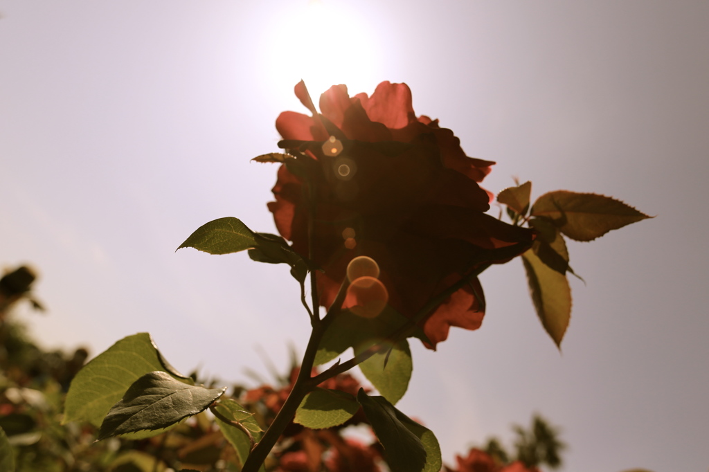 薔薇