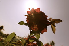 薔薇