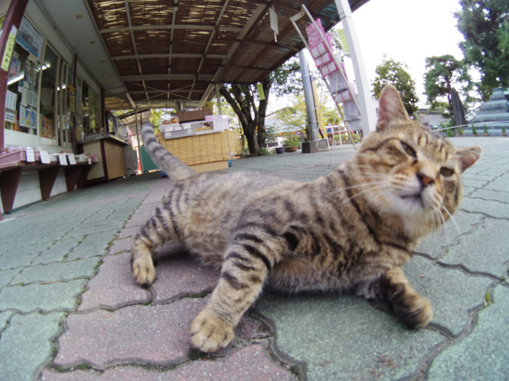 ゴロン