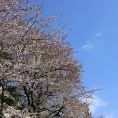 春・らんまん