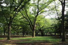 森林浴②