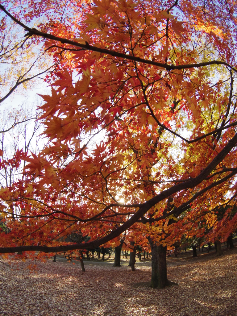 紅葉