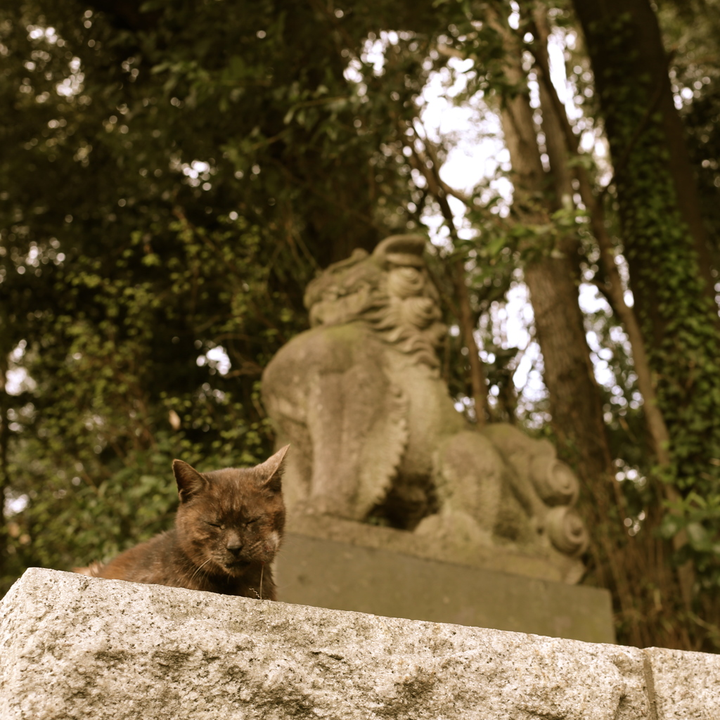 ねこ「ニャンニャン」　いぬ「ワンワン」