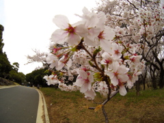 さくら