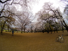 満開