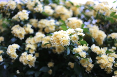 花・黄