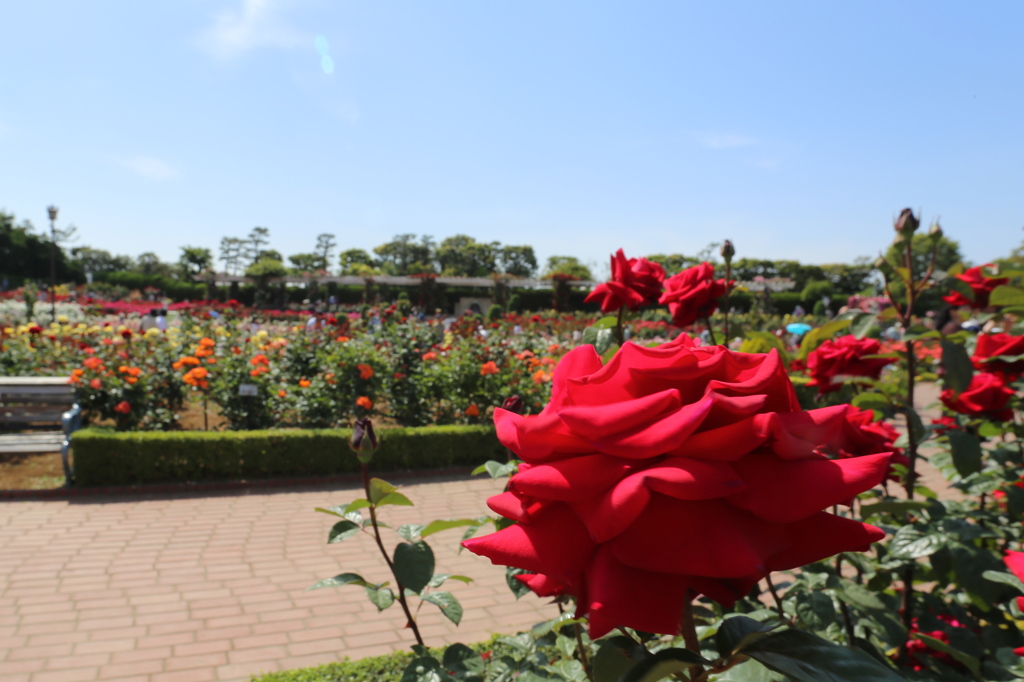 赤薔薇