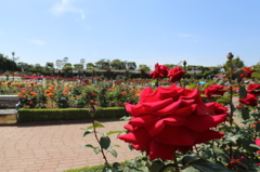赤薔薇