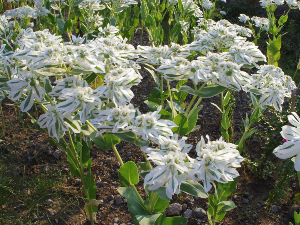 土手に咲く花