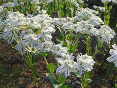 土手に咲く花
